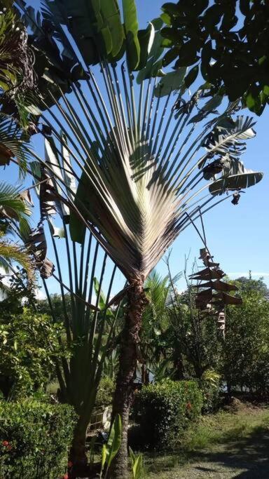 Casa Flor De Annia ~ Cozy 2 Bdrm On The River Sierpe ~ Walkable To Town Villa Eksteriør billede