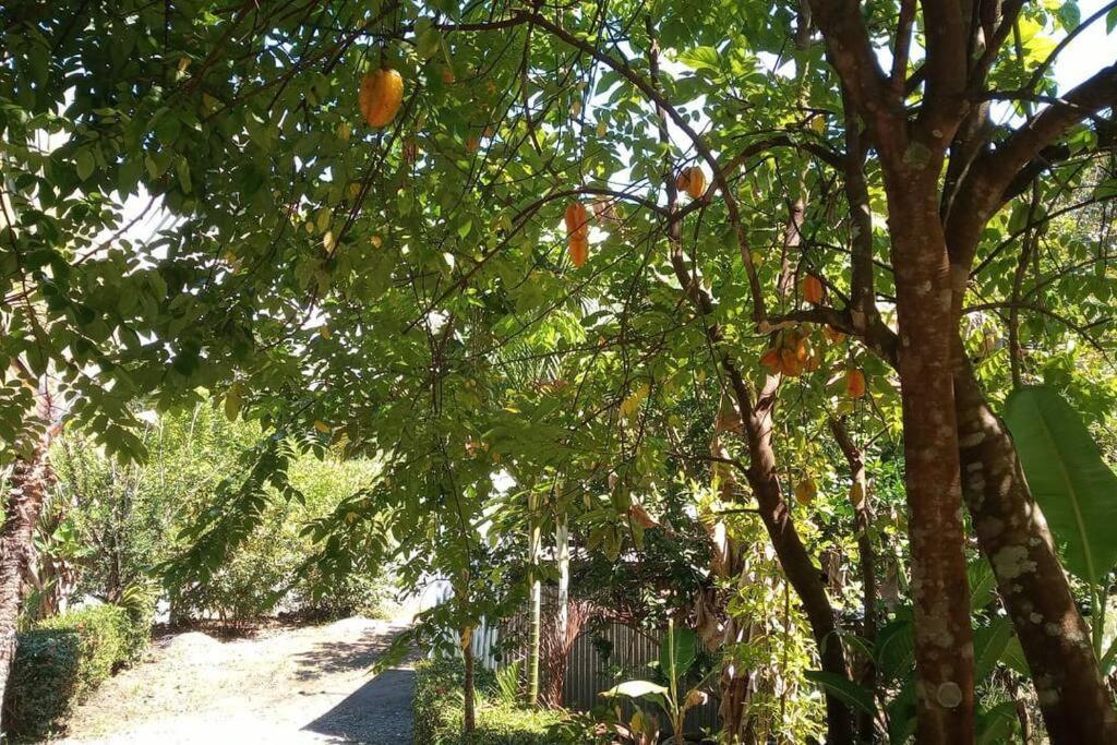 Casa Flor De Annia ~ Cozy 2 Bdrm On The River Sierpe ~ Walkable To Town Villa Eksteriør billede