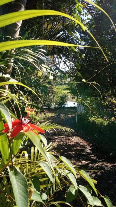 Casa Flor De Annia ~ Cozy 2 Bdrm On The River Sierpe ~ Walkable To Town Villa Eksteriør billede