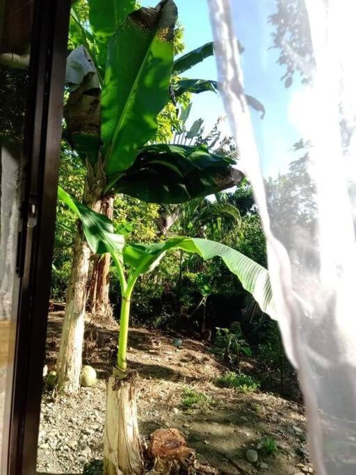 Casa Flor De Annia ~ Cozy 2 Bdrm On The River Sierpe ~ Walkable To Town Villa Eksteriør billede